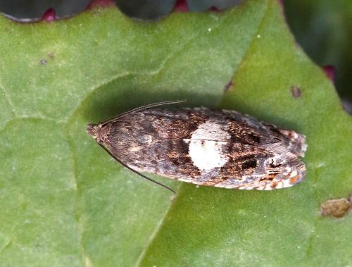 Réf. 183 379 : Epiblema sp.
